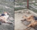 Καρδιτσομαγούλα Καρδίτσας: Βρήκε δύο σκυλιά του δηλητηριασμένα με φόλες σε περιφραγμένο κτήμα