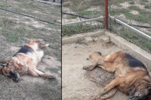 Καρδιτσομαγούλα Καρδίτσας: Βρήκε δύο σκυλιά του δηλητηριασμένα με φόλες σε περιφραγμένο κτήμα