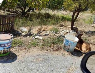 Κεραμειά Χανίων: Έχει τον σκύλο του δεμένο στον δρόμο και συνεχίζει να κακοποιεί ζώα