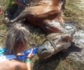 Κέρκυρας: Άλογο στο Σιδάρι πέθανε δεμένο στον ήλιο χωρίς τροφή και νερό (βίντεο)