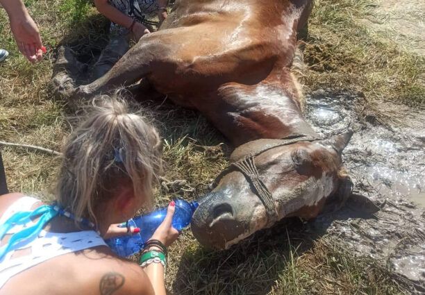 Κέρκυρας: Άλογο στο Σιδάρι πέθανε δεμένο στον ήλιο χωρίς τροφή και νερό (βίντεο)