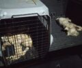 Συνελήφθησαν αντιδήμαρχος Ήλιδας και ο υπεύθυνος του καταφυγίου μετά τον θάνατο 6 σκυλιών που αφέθηκαν χωρίς περίθαλψη (βίντεο)