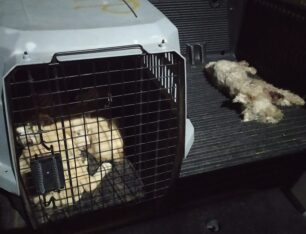 Συνελήφθησαν αντιδήμαρχος Ήλιδας και ο υπεύθυνος του καταφυγίου μετά τον θάνατο 6 σκυλιών που αφέθηκαν χωρίς περίθαλψη (βίντεο)