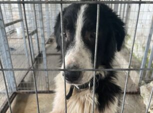Ο Δήμος Κοζάνης προετοιμάζει τη θανάτωση 19 «επιθετικών» σκυλιών αν δεν υιοθετηθούν