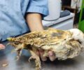 Κρήτη: Κουκουβάγια Τυτώ παγιδεύτηκε σε ποντικόκολλα