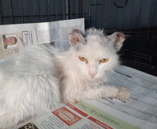 Λέσβος: Έκοψε τα αυτιά γάτας που βρέθηκε να περιφέρεται στον Μεσότοπο