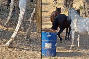 Λέσβος: Άλογα με δεμένα τα πόδια με παστούρα αν και είναι παράνομο