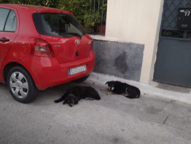 Λέσβος: Έκκληση για τη σωτηρία δύο ηλικιωμένων σκυλιών που βρέθηκαν στον δρόμο μόλις πέθαναν οι ιδιοκτήτες τους