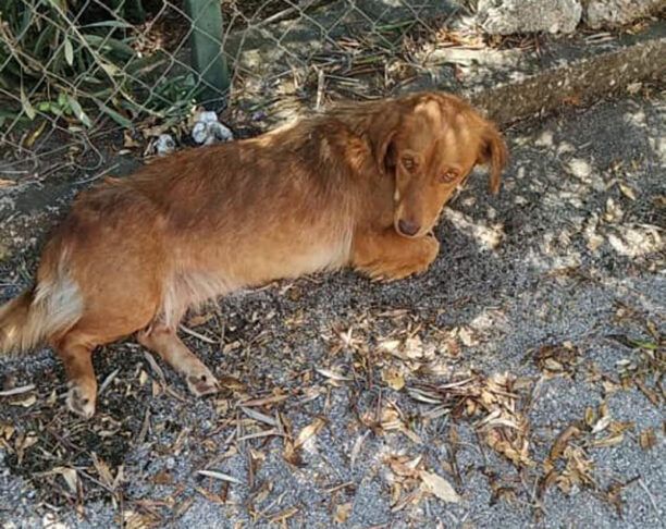 Αδιαφόρησε ο Δήμος Πάργας για τραυματισμένο παράλυτο σκύλο που σερνότανε στη Λούτσα (βίντεο)