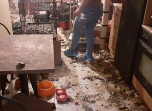 Νίκαια Αττικής: Έσωσαν 5 σκυλιά και 11 γάτες που ζούσαν σε σπίτι συλλέκτριας πάνω στα κόπρανα χωρίς να βλέπουν ποτέ φως (βίντεο)