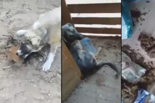 Ωραιόκαστρο Θεσσαλονίκης: Καταγγέλλουν τις άθλιες συνθήκες διαβίωσης για παράλυτα σκυλιά που «φροντίζει» φιλοζωικός φορέας (βίντεο)