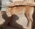 Παντάνασσα Αιτωλοακαρνανίας: Δύο σκυλιά δολοφονημένα με φόλες