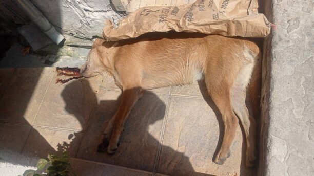 Παντάνασσα Αιτωλοακαρνανίας: Δύο σκυλιά δολοφονημένα με φόλες