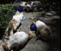 Πετρούπολη Αττικής: Βρήκε τις γάτες που φρόντιζε δολοφονημένες με φόλες