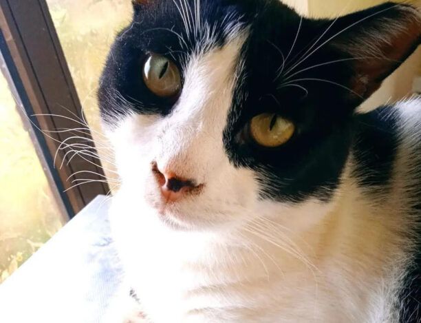 Υιοθετήθηκε στην Ολλανδία γάτα που βρέθηκε καμένη από βραστό νερό στη Σάμο