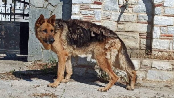 Σέλινο Ξάνθης: Βρήκαν γερμανικό ποιμενικό σε άθλια κατάσταση (βίντεο)