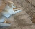 Έκκληση για τη σωτηρία σκύλου εγκαταλείφθηκε στον Σ.Ε.Α. Αλμυρού και τρέφεται με χώμα (βίντεο)
