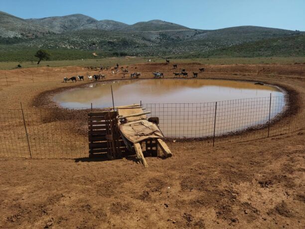 Σκύρος: Κτηνοτρόφοι συνεχίζουν να στερούν το νερό από άλογα και άλλα ζώα περιφράσσοντας τις δημοτικές ποτίστρες (βίντεο)