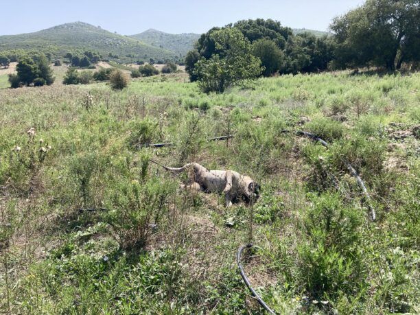 Δύο σκυλιά δηλητηριάστηκαν με φόλες στην Σταμάτα Αττικής – Ένα επέζησε