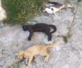 Σταυρούπολη Ξάνθης: Με φόλες δολοφόνησε γάτες