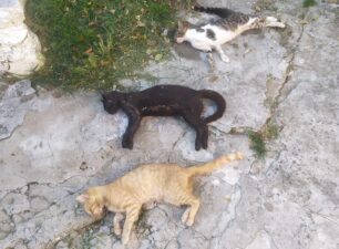 Σταυρούπολη Ξάνθης: Με φόλες δολοφόνησε γάτες