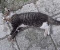 Αμπελόκηποι Θεσσαλονίκης: Με φόλες δολοφόνησε γάτες