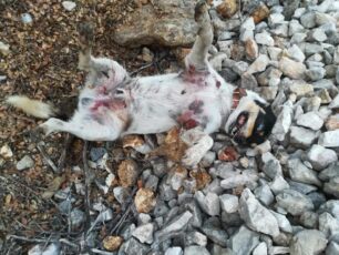 Βελανιδιά Μεσσηνίας: Με φόλες σκότωσε τ’ αδέσποτα σκυλιά