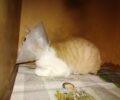 Αγία Παρασκευή Αττικής: Χάθηκε γάτα φρεσκοχειρουργημένη με κολάρο και κομμένη ουρά