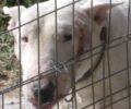 Χανιά: Κακοποιεί και τα σκυλιά του ο 52χρονος που συνελήφθη για τον ξυλοδαρμό των παιδιών, της γυναίκας και των γειτόνων του (βίντεο)