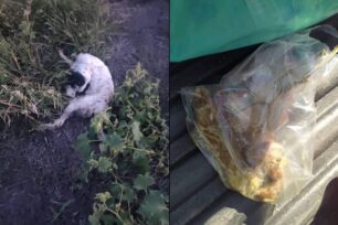 Ξάνθη: Σκυλιά δηλητηριασμένα και νεκρά από φόλες σε Γκιώνα, Πεζούλα και Μυρωδάτο