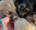 Ζητούν βοήθεια για τη δημιουργία καταφυγίου ζώων συντροφιάς στη Χίο (βίντεο)