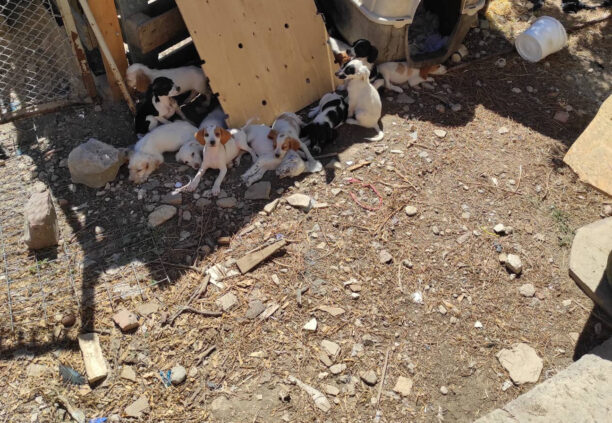 Χίος: Συνελήφθη παράνομος εκτροφέας που κακοποιούσε τα σκυλιά τα οποία εξέτρεφε (βίντεο)