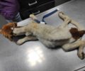 Χίος: Ετοιμοθάνατος από την ασιτία ο σκελετωμένος σκύλος (βίντεο)