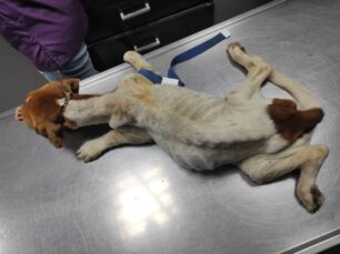 Χίος: Ετοιμοθάνατος από την ασιτία ο σκελετωμένος σκύλος (βίντεο)