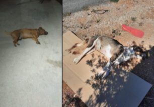 Εξόντωση ζώων με φόλες σε Εξαμίλια και Ξυλοκέριζα Κορινθίας (βίντεο)