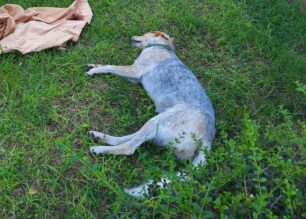 Ξυλοκέριζα Κορινθίας: Έριξε φόλες και δολοφόνησε αδέσποτα και οικόσιτα σκυλιά