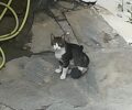 Ζάκυνθος: Έκκληση για τη διάσωση γάτας που επί ένα μήνα περιφέρεται με φάκα στο πόδι