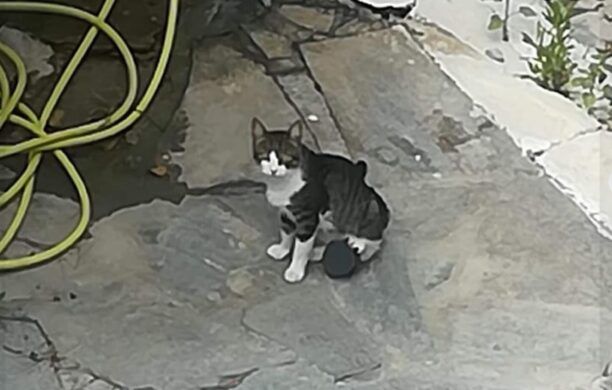 Ζάκυνθος: Έκκληση για τη διάσωση γάτας που επί ένα μήνα περιφέρεται με φάκα στο πόδι