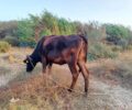 Ρόδος: Αγελάδα σκελετωμένη και δεμένη χωρίς νερό – Αστυνομικός ειρωνεύτηκε την καταγγέλλουσα (βίντεο)