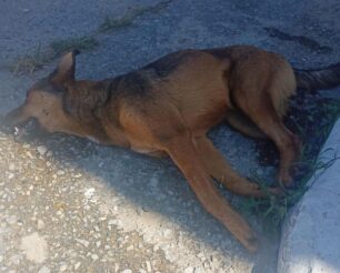 Με φόλα δηλητηρίασε αδέσποτο σκύλο στο Αγγελοχώρι Θεσσαλονίκης