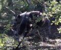 Άγιος Παντελεήμονας Φλώρινας: Έσωσαν αρκούδα που παγιδεύτηκε σε συρμάτινη θηλιά κυνηγού