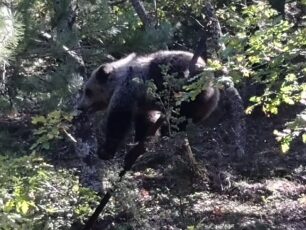 Άγιος Παντελεήμονας Φλώρινας: Έσωσαν αρκούδα που παγιδεύτηκε σε συρμάτινη θηλιά κυνηγού