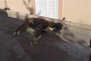 Άγιος Θωμάς Βοιωτίας: Σκύλος δολοφονημένος με φόλα
