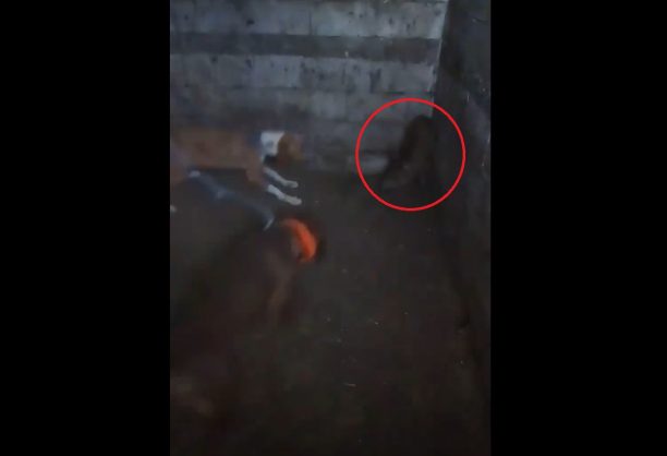 Κυνηγός αιχμαλωτίζει μωρό αγριογούρουνο & εκπαιδεύει σκυλιά κακοποιώντας το (βίντεο)