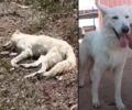 Αμπελειές Πέλλας: Με αναστολή η καταδικαστική ποινή για τον άνδρα που άφησε τον δεμένο σκύλο του να πεθάνει από θερμοπληξία (βίντεο)