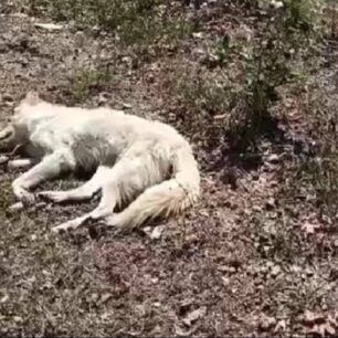 AmpeleiesPellasSkylosThermoplixia3 9 2020 1