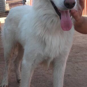 AmpeleiesPellasSkylosThermoplixia3 9 2020 3