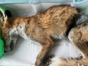 Ανατολή Ιωαννίνων: Αλεπού νεκρή παγιδευμένη σε συρμάτινη θηλιά κυνηγών