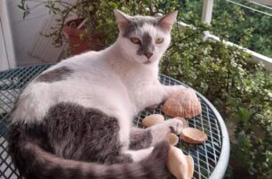 «Αστεία» ποινή για τον άνδρα που σκότωσε τη γάτα της γειτόνισσας του στο Ελληνικό Αττικής