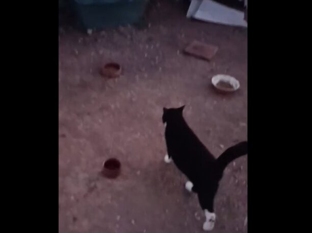Ερέτρια Εύβοιας: Χτύπησε τη γειτόνισσα του επειδή ταΐζει αδέσποτες γάτες (βίντεο)